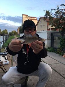 European Perch