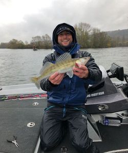 Zander
