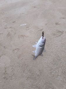 European Bass (Seabass)