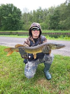Northern Pike