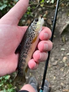 Brown Trout