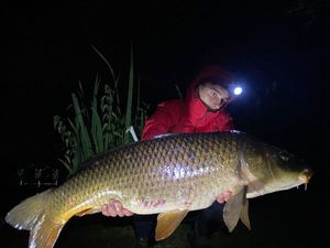 Common Carp