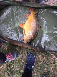 Leather Carp