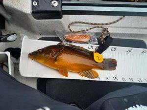 Ballan Wrasse