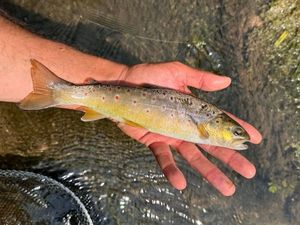 Brown Trout