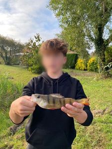 European Perch