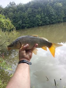 Common Carp