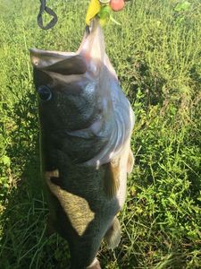 Largemouth Bass