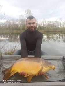 Mirror Carp