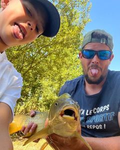 Common Carp