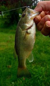 Largemouth Bass