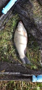 Crucian Carp