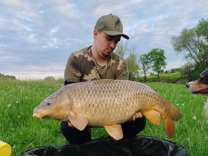 Common Carp