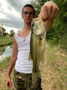 Largemouth Bass