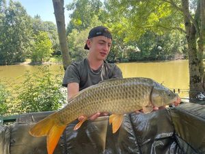Common Carp