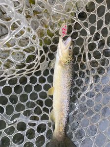 Brown Trout