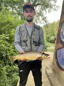 Brown Trout