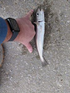 Whiting