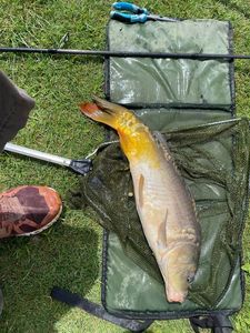 Mirror Carp