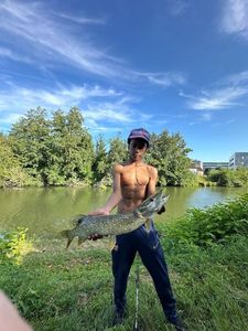 Northern Pike