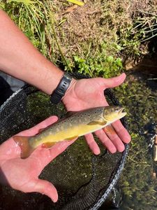 Brown Trout