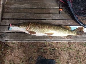 Northern Pike