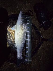 European Bass (Seabass)