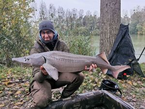 Siberian Sturgeon