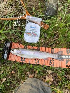 Rainbow Trout