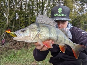 European Perch