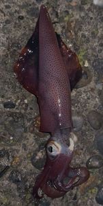 European Squid