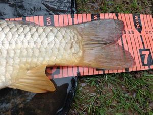 Common Carp