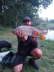 Common Carp