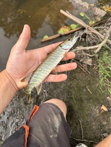 Northern Pike