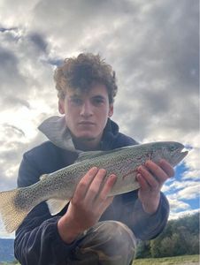 Rainbow Trout