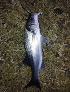 European Bass (Seabass)
