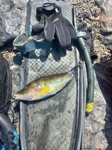 Corkwing Wrasse