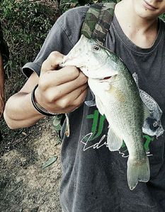 Largemouth Bass