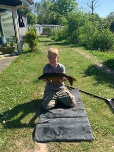 Common Carp