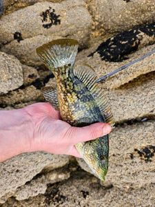 Ballan Wrasse