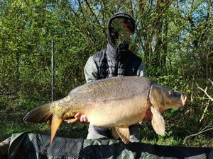 Mirror Carp