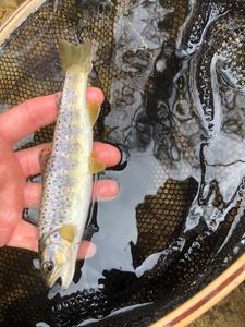Brown Trout