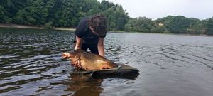 Common Carp