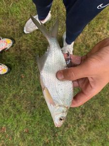 Common Bream