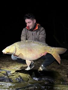 Mirror Carp
