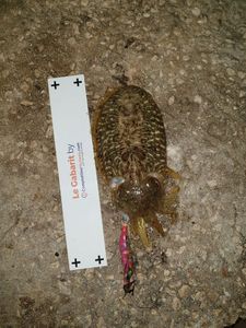 Common Cuttlefish