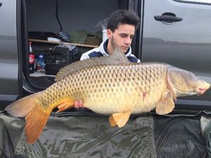 Common Carp
