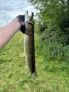 Northern Pike