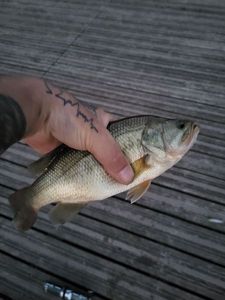 Largemouth Bass