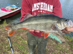 European Perch